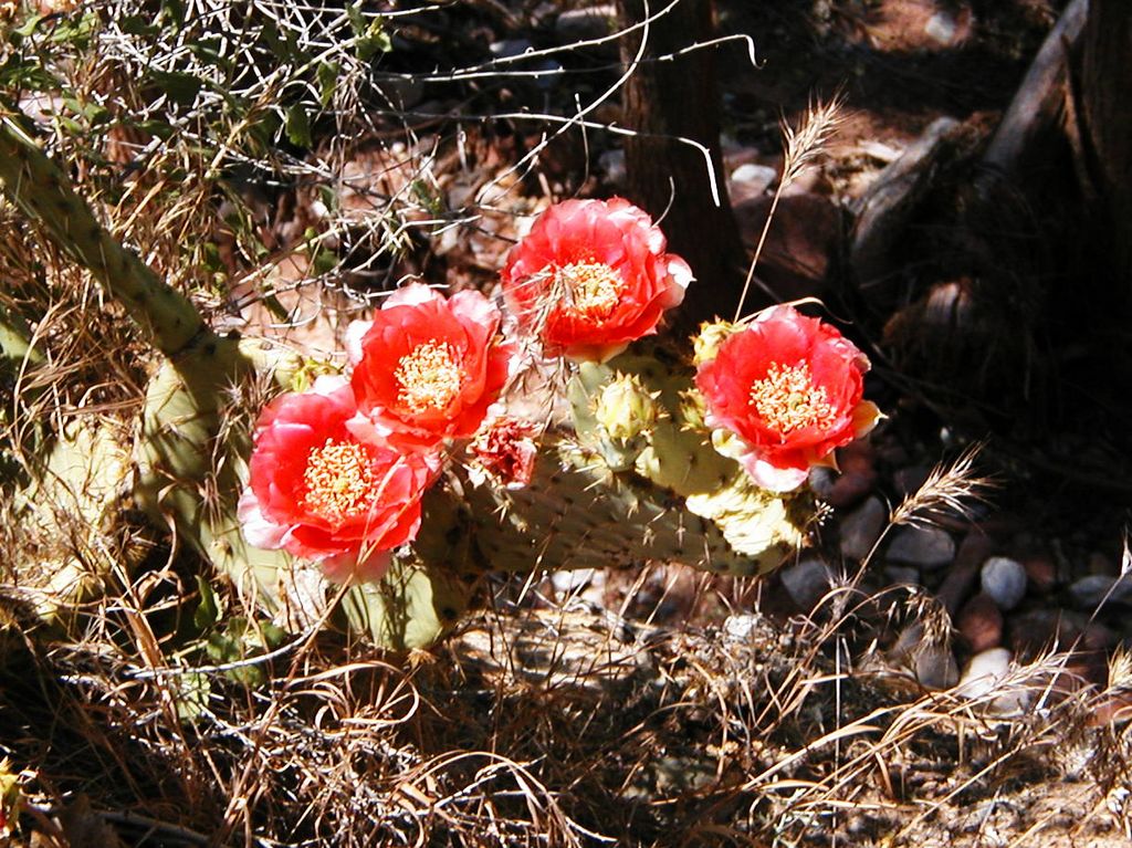 p5262679e.jpg (large)